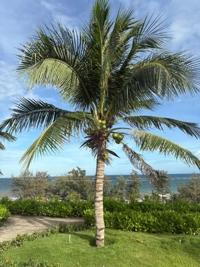 待ちナビ　しょう