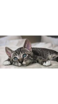 JaPON　茶々ﾁｬﾁｬ