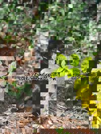 宮崎ちゃんこ中央通店　