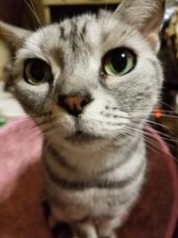 白うさぎ　めいさ