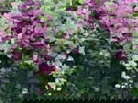 大人の遊園痴「スピーディー」　ゆう（美脚でスレンダー）