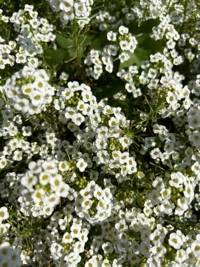 宮崎ちゃんこ都城店　きな