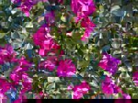 大人の遊園痴「スピーディー」　りつ（敏感で癒し系）