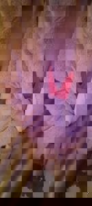 Liberty(リバティ)　