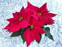 待ちナビ　きょうこ