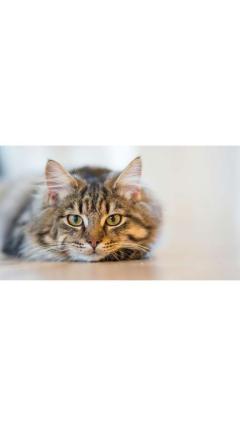 JaPON　藤香ﾌｼﾞｶ