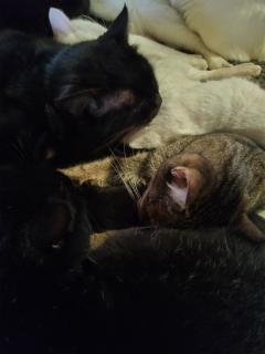 保険屋のおばちゃん　まり