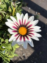 宮崎ちゃんこ都城店　きな