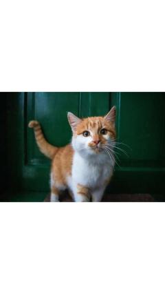 JaPON　茶々ﾁｬﾁｬ