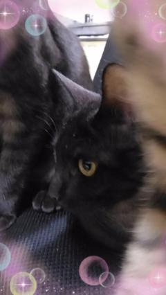 鹿児島ちゃんこ薩摩川内店　