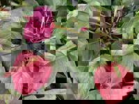 大人の遊園痴「スピーディー」 宮崎市デリヘル りつ（敏感で癒し系） 写メ日記「ありがとうございます」