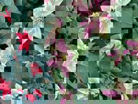 大人の遊園痴「スピーディー」 宮崎市デリヘル りつ（敏感で癒し系） 写メ日記「昨日もありがとうございました」