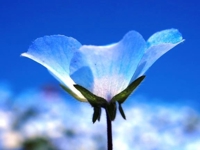 九州熟女 八代店 芦名柚希(あしなゆづき) 出勤変更のお知らせ