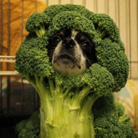 ご予約完売！！