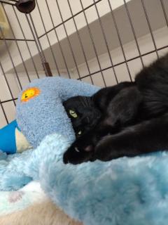 SUZUME ちはる おはようございます(?θ???θ?)