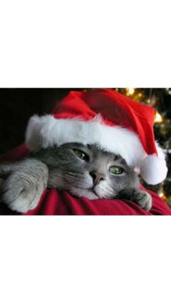 JaPON(大分市) 茶々ﾁｬﾁｬ