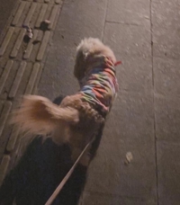 TheGrandPhoenix(大分市) みつ※ド変態嬢電撃復帰