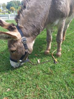 PURELA 雛(ひな) 感動✨