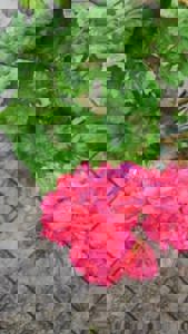 大人の遊園痴「スピーディー」　りつ（敏感で癒し系）