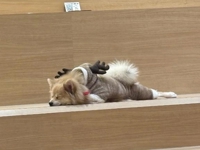 TheGrandPhoenix ジェイ※爆乳Jカップ こなくそぉ