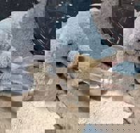 harmonyハーモニー(メンズエステ) かおるこ(kaoruko)