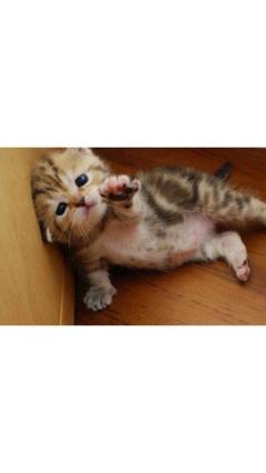 JaPON(大分市) 茶々ﾁｬﾁｬ