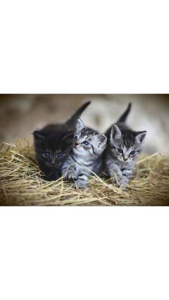 JaPON(大分市) 茶々ﾁｬﾁｬ