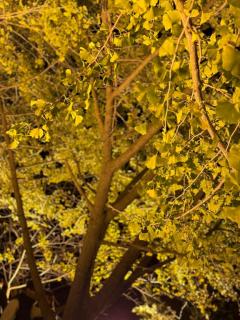 鹿児島ちゃんこ薩摩川内店　ゆうひ