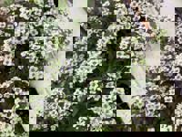 大人の遊園痴「スピーディー」(宮崎市) りつ（敏感で癒し系）