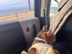 鹿児島ちゃんこ薩摩川内店　あゆ