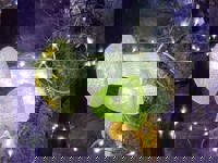 大人の遊園痴「スピーディー」　りつ（敏感で癒し系）