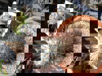 大人の遊園痴「スピーディー」　りつ（敏感で癒し系）