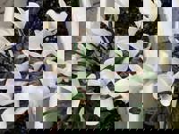 大人の遊園痴「スピーディー」　りつ（敏感で癒し系）