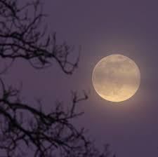 人妻セレブ　真美(まみ)