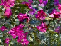 大人の遊園痴「スピーディー」　りつ（敏感で癒し系）