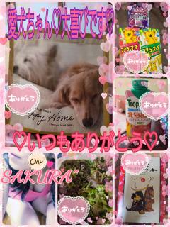 MICHELIN ミシュラン(メンズエステ) サクラSakura