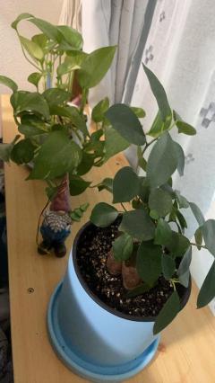 Spica(すぴか)　★さくらこ★WHITEコース