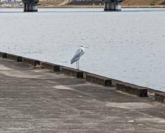  雑務おばさん・さち♡