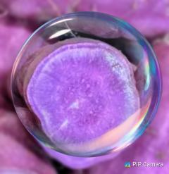 鶴富屋敷 宮崎市ソープ ヒナ、(癒しの女王) 写メ日記「☆紫芋🍠☆」