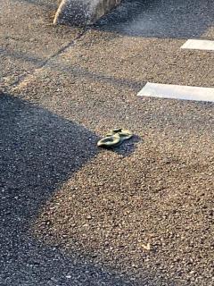 ぷにっ娘　紗子ｻｴｺ