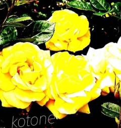 Heaven Club (ヘブンクラブ)　ことね♡