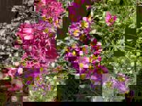 大人の遊園痴「スピーディー」　りつ（敏感で癒し系）