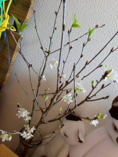 Spica(すぴか)　新★まい★完全業界初！