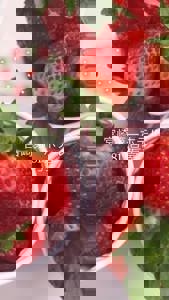 宮崎ちゃんこ中央通店　さな