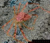 harmonyハーモニー(沖縄市) かおるこ(kaoruko)