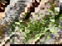 大人の遊園痴「スピーディー」　りつ（敏感で癒し系）