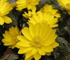 MANIN-ONREIマン淫御礼　楓（かえで）スレンダー美魔女