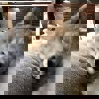 宮崎ちゃんこ中央通店　ぼたん