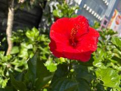 人妻宅急便　小夜(さよ)美熟女