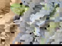 大人の遊園痴「スピーディー」　りつ（敏感で癒し系）